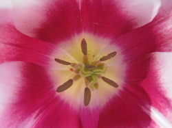 Close-up tulip